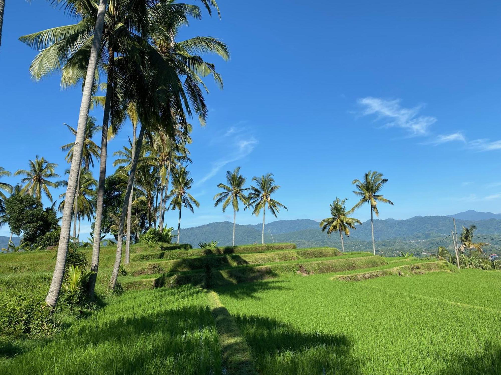 Mayong Bali Villa And Hostel Munduk Exteriör bild