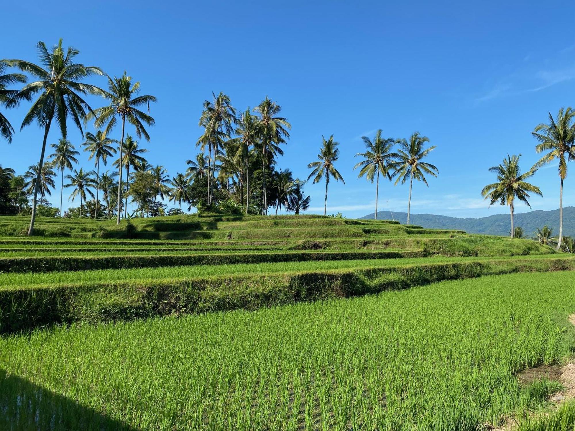 Mayong Bali Villa And Hostel Munduk Exteriör bild